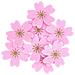 8 Coriandoli Fiori Di Ciliegio, Feltro Rosa Scuro - Foto miniatura 1