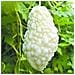 Semi Di Balsamina Cucumerina Melone Amaro Cinese Bianco Set 10 Pezzi - Foto miniatura 2