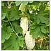 Semi Di Balsamina Cucumerina Melone Amaro Cinese Bianco Set 10 Pezzi - Foto miniatura 3
