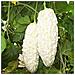 Semi Di Balsamina Cucumerina Melone Amaro Cinese Bianco Set 10 Pezzi - Foto miniatura 4