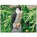 Decorazione Animale Falco 40 Cm - Foto miniatura 2