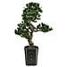 Bonsai Podocarpus Pianta Artificiale, 80cm - Foto miniatura 1