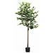 Albero di Ficus Artificiale 756 Foglie 170 cm Verde - Foto miniatura 1