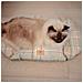 Cuscino Imbottito Per Cani E Gatti Scott 65/6, Double-face, Scozzese, Soffice Velluto, Lavabile, Blu - Foto miniatura 3