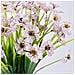 Bouquet Di Fiori Artificiali In Set Da 10 - Eleganza E Stile In Seda Bianca - Foto miniatura 5