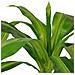 Dracena Pianta Artificiale Con Vaso 100 Cm Verde - Foto miniatura 2