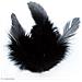 Piume Di Gallo 10 Cm - Nero - Foto miniatura 2