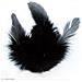 Piume Di Gallo 10 Cm - Nero - Foto miniatura 1