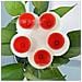 Alimentatore D'acqua Per Api A Forma Di Fiore In Silicone - Set Da 5, Colori Misti Red - Foto miniatura 2