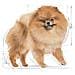 Pomeranian Adult 1,5 kg Adulto - Foto miniatura 2