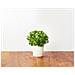 Semi Smart Garden Per Il Giardino Di Casa - Prezzemolo - Foto miniatura 3