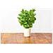 Semi Smart Garden Per Il Giardino Di Casa - Menta Piperita - Foto miniatura 3