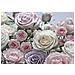 Fotomurale Floraison 368x254 Cm 8-736 - Foto miniatura 1