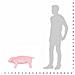 Maialino in Peluche in Piedi Rosa XXL - Foto miniatura 4