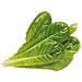 Semi Smart Graden Click & Grow Romaine Lettuce Grain 3 Piantine - Foto miniatura 2