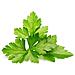 Fagiolo Di Coriandolo Smart Garden Click & Grow 3 Piantine Garden - Foto miniatura 2