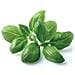 Semi Bean Basil Smart Garden Click & Grow 3 Piantine Da Giardino - Foto miniatura 2