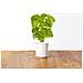 Semi Bean Basil Smart Garden Click & Grow 3 Piantine Da Giardino - Foto miniatura 3