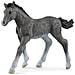 : Trakehner Foal - Foto miniatura 1