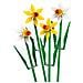 40747 Narcisi - Foto miniatura 2