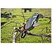 StarCut 410 plus Telescopic Pruning Lopper - Foto miniatura 2
