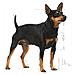 Digestive Care Umido Cane Royal Canin 12x85 Gr - Foto miniatura 3
