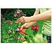 73AFA001650 RR 1500 Basic Plus Cesoie bypass Rosso / Gialo, 12.5x18.100000000000001x28.1 cm - Foto miniatura 2