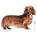 Bassotto Dachshund Umido Royal Canin 12x85 Gr - Foto miniatura 2