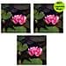 Multipack Da 3 Pz Ninfea Rossa Pianta Per Laghetto In Vaso Piante Acquatiche Laghetto Magic - Foto miniatura 1