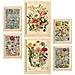 Set Di 6 Stampe Anatomia Dei Fiori In Stampe Vintage, Dipinti Decorativi Estetici Per Il Tuo Soggiorno A Casa A3 & A4 Telaio In Legno Chiaro - Foto miniatura 1