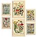 Set Di 6 Stampe Anatomia Dei Fiori In Stampe Vintage, Dipinti Decorativi Estetici Per Il Tuo Soggiorno, Camera Da Letto, Casa A3 & A4 Cornice Bianca - Foto miniatura 1