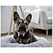 Comoda Cuccia Per Cani Fluffy 18 Cm Grigio Scuro - Foto miniatura 5