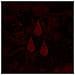 Afi - Afi (The Blood Album)  - Foto miniatura 1