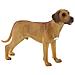 Animali Cane Rhodesian Ridgeback Nelson 65442 - Foto miniatura 1