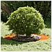 Anelli di Albero Piatto 5 pcs Marrone Ø50 / 80 cm acciaio corten - Foto miniatura 3