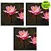 Multipack Da 3 Pz Ninfea Rosa Pianta Per Laghetto In Vaso Piante Acquatiche Laghetto Magic - Foto miniatura 1
