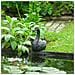 Fontana Da Giardino Spitter Galleggiante Cigno - Foto miniatura 1