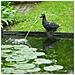 Fontana Da Giardino Spitter Anatra - Foto miniatura 3