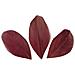 50 Piume - Rosso Bordeaux - Foto miniatura 2