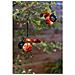 Coccinella Solare A Clip - In Plastica - Durata Dell'illuminazione 8 H - Foto miniatura 1