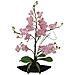 Orchidea Disposizione Eva, Viola - Foto miniatura 1