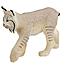 Ltd Wild Lince Della Fauna Selvatica Nordamericana - Foto miniatura 1