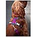 Imbracatura Per Cani Dingo 25-36 Cm 31-43 Cm Viola Xs - Foto miniatura 3