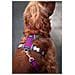 Imbracatura Per Cani Dingo 38-58 Cm 46-63 Cm Viola M - Foto miniatura 3