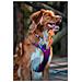 Imbracatura Per Cani Dingo 38-58 Cm 46-63 Cm Viola M - Foto miniatura 4