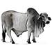 88579 Toro Brahman Grigio Polled - Foto miniatura 1