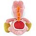 Peluche Yoshi's Island 20cm, Rosa - Foto miniatura 3