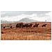 Red Dead Redemption 2 Standard Xbox One - Foto miniatura 29