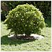 Anello piatto per albero Bianco Ø30 / 60 cm Acciaio - Foto miniatura 3