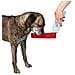  - distributore Di Acqua / pallone Per Cani - 250 ml - Foto miniatura 2